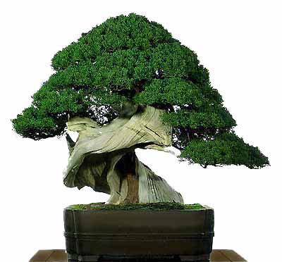 bonsai